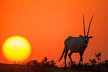 Arabian Oryx (Oryx leucoryx) at sunset. Previously extinct in the wild, their conservation status is now stable thanks to conservation efforts.This male is part of a reintroduction program in Dubai, U...