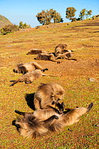 Geladas (Theropithecus gelada) grooming and resting, one inspecting penis, Simien Mountains National Park, Ethiopia.