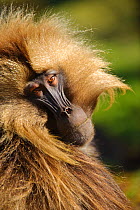 Close up of Gelada (Theropithecus gelada) looking over shoulder, Simien Mountains National Park, Ethiopia.