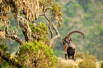 Walia ibex (Capra walie) in rocky landscape, Simien Mountains, Ethiopia.