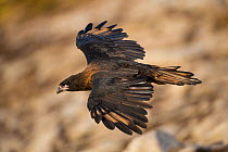 Striated caracara (Phalcoboenus australis) also known as a 'Johnny rook' flying, looking for prey, Falkland Islands.