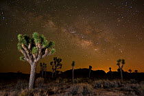 Joshua tree (Yucca brevifolia) at night with Milky Way, Joshua Tree National Park, California, USA.