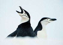 Chinstrap penguins (Pygoscelis antarcticus) calling, South Shetland Islands, Antarctica.