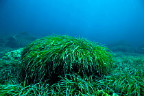 Neptune grass bed (Posidonia oceanica), Mediterranean Sea.