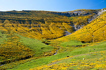 Hillsides covered in Horrible broom (Echinospartum horridum), Ordesa National Park, Spain. Pyrenees.