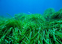Neptune grass bed {Posidonia oceanica} Mediterranean Sea.
