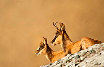 Chamois (Rupicapra rupicapra) mother and kid resting, Ordesa National Park, Pyrenees, Spain.