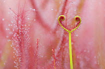 RF - Sundew (Drosera binata) carnivorous plant. Occurs in Australia and New Zealand. Botanic Garden Leiden Botanical Garden, the Netherlands (This image may be licensed either as rights managed or roy...