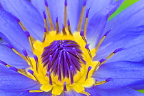 RF - Blue waterlily (Nymphaea caerulea) close up into centre of flower. Occurs in Africa and Asia. Botanic Garden Meise, Belgium, August. (This image may be licensed either as rights managed or royalt...
