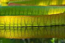 RF - Giant waterlily (Victoria amazonica) leaf floating on water with reflection. Occurs in the Amazon Basin. Botanic Garden Meise, Belgium. (This image may be licensed either as rights managed or roy...