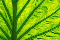 RF - Leaf of Chinese taro (Alocasia cucullata) backlit to show veins. Occurs in Asia. Botanic Garden Meise, Belgium, August. (This image may be licensed either as rights managed or royalty free.)