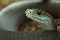 RF - Black mamba (Dendroaspis polylepis) captive, occurs in Africa. (This image may be licensed either as rights managed or royalty free.)