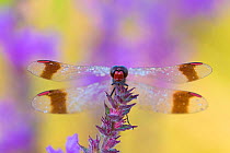 RF - Banded darter (Sympetrum pedemontanum) on flower, Netherlands (This image may be licensed either as rights managed or royalty free.)