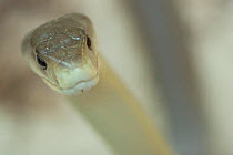 RF - Black mamba (Dendroaspis polylepis) captive, occurs in Africa. (This image may be licensed either as rights managed or royalty free.)