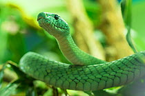 RF - Eastern green mamba (Dendroaspis angusticeps) captive, occurs in East Africa. (This image may be licensed either as rights managed or royalty free.)