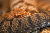 RF - Asp viper (Vipera aspis) captive, occurs in Europe. (This image may be licensed either as rights managed or royalty free.)