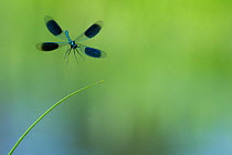 RF - Banded demoiselle (Calopteryx splendens) landing, Netherlands (This image may be licensed either as rights managed or royalty free.)