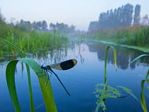 RF - Banded demoiselle (Calopteryx splendens) male resting near water, Netherlands, August. (This image may be licensed either as rights managed or royalty free.)