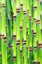 RF - Yellow groove bamboo (Phyllostachys aureosulcata) stems, Hortus Botanicus Leiden, Netherlands, July. (This image may be licensed either as rights managed or royalty free.)