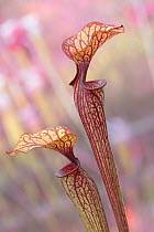 RF - Crimson pitcherplant (Sarracenia leucophylla) endemic to the Southeastern United States. Botanic Garden Leiden, Netherlands, July. (This image may be licensed either as rights managed or royalty...