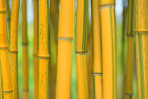 Bamboo (Phylostachys aureosulcata) occurs in the Zhejiang Province of China. Utrecht University Botanic Gardens, the Netherlands, May.