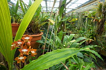 Orchid (Neomoorea wallisii) occurs in Colombia and Panama. Utrecht University Botanic Gardens, the Netherlands, May.