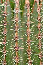 Close up of Cactus spines (Pachycereus sp). Occurs in Mexico and Southern USA. TU Delft Botanical Garden, Netherlands, August.