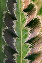 Prayer plant (Calathea plowmanii) close up of leaf, TU Delft Botanical Garden, Netherlands, August.