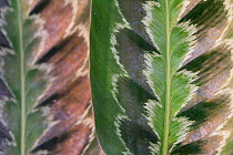 Prayer plant (Calathea plowmanii) close up of leaf, TU Delft Botanical Garden, Netherlands, August.