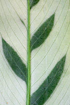 Close up of Calathea bachemiana leaf. Occurs in Brazil. TU Delft Botanical Garden, Netherlands, August.