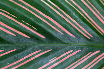 Majestic prayer plant (Calathea majestica) close up of leaf. Occurs in South America. TU Delft Botanical Garden, Netherlands, August.