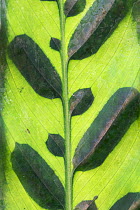 Close up of leaf of Rattlesnake plant (Calathea lancifolia), occurs in Brazil. TU Delft Botanical Garden, Netherlands, August.