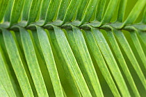 Close up of needles of Wollemi pine (Wollemia nobilis) TU Delft Botanical Garden, Netherlands, August. Critically endangered species previously only known from fossil record.