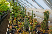 Collection of Cacti (Cactaceae) in greenhouse at TU Delft Botanical Garden, Netherlands, August.