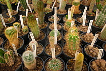 Collection of Cacti (Cactaceae) at TU Delft Botanical Garden, Netherlands, August.