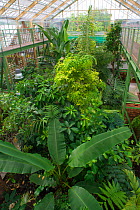 Interior of greenhouse and tropical plants wth leaves of different size and shape, Botanic Garden Leiden, Netherlands, August.