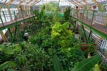 Interior of greenhouse at Botanic Garden Leiden, Netherlands, August.