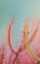 Close up of Sundew (Drosera binata), occurs in Australia and New Zealand. Botanic Garden Leiden, Netherlands, July.