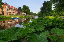 Canal outside Botanic Garden Leiden, Netherlands, July 2013.