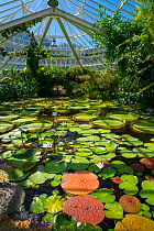 Water lily pond, including  Giant waterlily (Victoria amazonica) in greenhouse in  Botanic Garden Meise, Belgium.