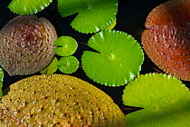 Variety of Lily pads of different size and colour, Botanic Garden Meise, Belgium, Augus 2013.