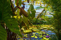 Giant water lily (Victoria amazonica) and Pitcher plants (Nephenthes) in greenhouse, Botanic Garden Meise, Belgium, August 2013.