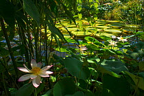 Indian lotus (Nelumbo nucifera) flower, Botanic Garden Meise, Belgium.