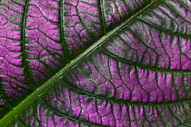 Longevity spinach (Gynura procumbens) close up of leaf, Botanic Garden Meise, Belgium.