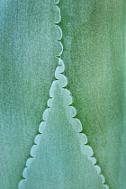 Agave (Agave felgeri) leaves, close up. Endemic plant  to Mexico. Meise National Botanic Garden of Belgium, Belgium, August.