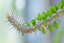 Close up of Madagascar ocotillo (Alluaudia procera) stalk, leaves and spines, endemic plant to Madagascar. Botanic Garden Amsterdam, the Netherlands, August 2013