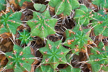 Succulent (Euphorbia ferox) occurs in South Africa. Botanic Garden Amsterdam, the Netherlands, August 2013.