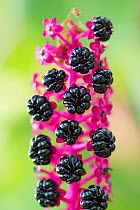 Indian pokeweed (Phytolacca acinosa) berries, occurs in Asia. Botannical Garden in Amsterdam, the Netherlands, August 2013.