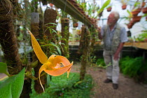 Orchid (Bulbophyllum lobii) with botanist in the background, Botanic Garden Leiden, the Netherlands. September 2013.