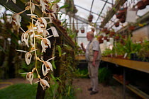 Orchid (Coelogyne swaniana) with botanist in the background, Botanic Garden Leiden, the Netherlands. September 2013.